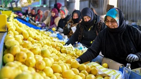 Limonlar Dalda Kalmadı, 4 Büyükşehir İçin Mersin’den Yola Çıktı