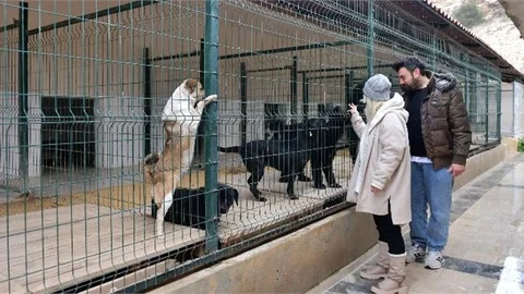 Gönüllü Hayvanseverler ve Büyükşehir İş Birliği Yaptı; Ocak Ayında 29 Köpek Yeni Yuvalarına Kavuştu