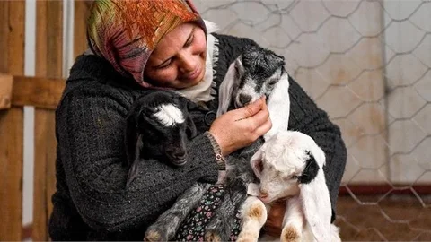 İşaret Küpeleri Takılan Küçükbaş Hayvanlar Yeni Yetiştiricilerin Ocağında Bereketlenecek