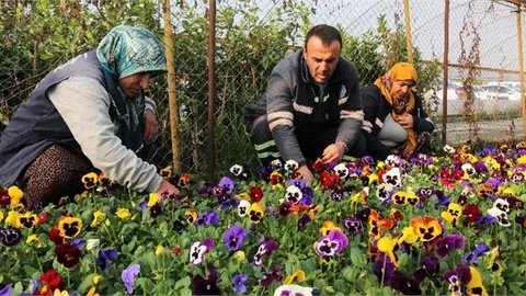 Fidanlık Üretiyor, Akdeniz Bahara Hazırlanıyor