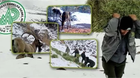 Doğal Yaşam Alanlarına Bin 400 Ton Yem Bırakıldı