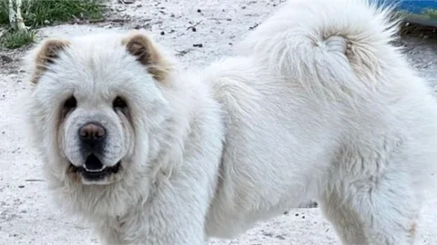 Köpek Hırsızlığı Kameralara Yansıdı