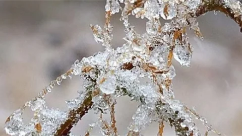 Zirai Don Bekleniyor