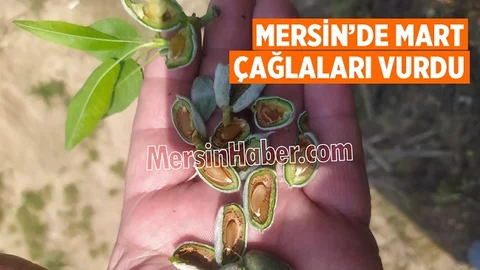Mersin'de Soğuk Havalar Badem Çağlalarına Zarar Verdi, Pahalılık Bekleniyor!