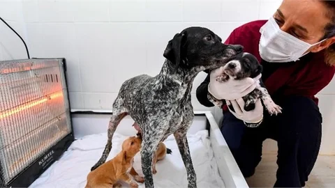 ‘mucize’ Anne ve Minik Yavruları Büyükşehir’in Korumasında