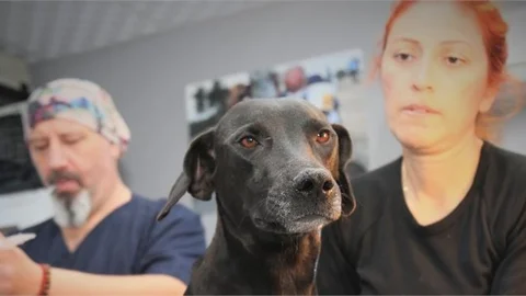Akdeniz Belediyesi Sokak Hayvanları Kısırlaştırma Kliniği'nin İlk Misafiri 'karakız' Oldu