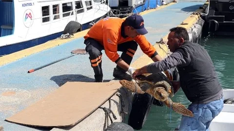 Kabuğu Kırılan Yaralı Deniz Kaplumbağasını Büyükşehir Personeli Kurtardı