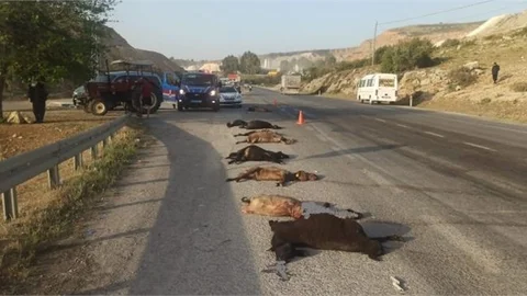 Servis Aracı Yoldan Geçen Sürüye Çarptı