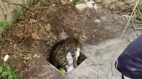 Mersin Büyükşehir İtfaiye Ekipleri 20 Metrelik Kuyuya Düşen Kediyi Kurtardı