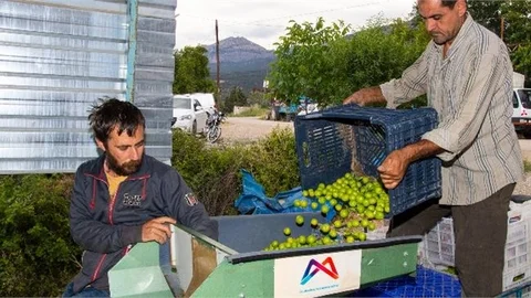 Mersin Büyükşehir’den Mut’a 1 Erik Boylama Makinesi Desteği Daha