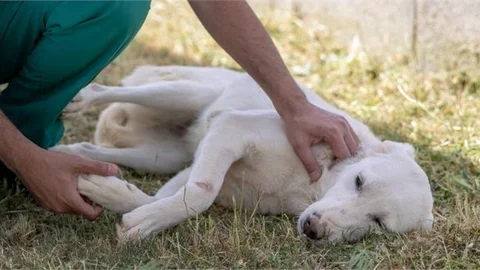 Mersin Büyükşehir, Bir Can Dostu Daha Sağlığına Kavuşturdu
