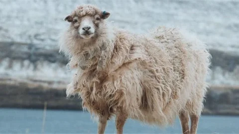 Diyanet İşleri Başkanı Prof. Dr. Ali Erbaş, Açıkladı