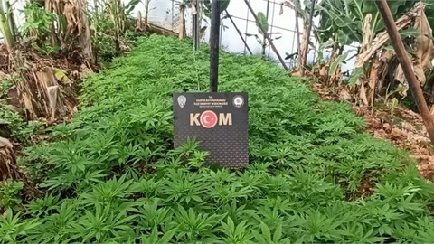 Muz Serasında 7 Bin 300 Kök Kenevir Yakaladı