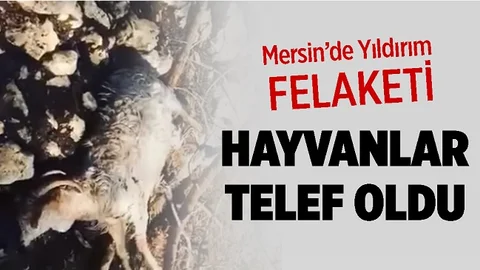 Yıldırım İsabet Eden Küçükbaşlar Telef Oldu