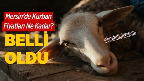 Kasaplar Odası Toplandı 2022 Yılı Kurbanlık Fiyatları Belli Oldu