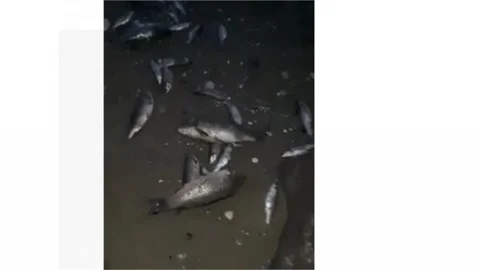 Mersin'de Korkutan Görüntü