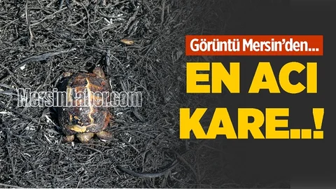 Çıkan Yangında 10 Dönümlük Alanda Zarar Oluştu