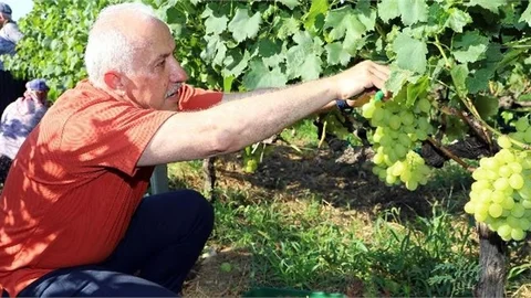 Başkan Gültak, Tüm Mersinlileri Üzüm Diyarı Esenli’ye Davet Etti