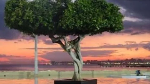 Mersin'in Simge Ağacına Zarar Veren Şüpheliler Gözaltında