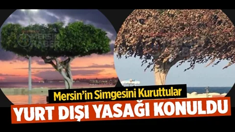 Mersin’de 50 Yıllık Ağaç Kurutuldu, Gözaltına Alınan 3 Kişiyle İlgili Karar Verildi