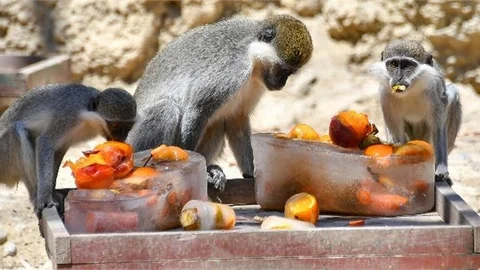 Tarsus Doğa Parkı’nın Sevimli Sakinleri İçin Serinletme Çalışmaları