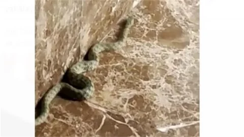 Tarsus'ta Yılan Paniği