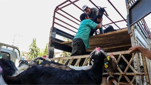Mersin Büyükşehir’in Küçükbaş Hayvan ve Yem Dağıtımı Sürüyor