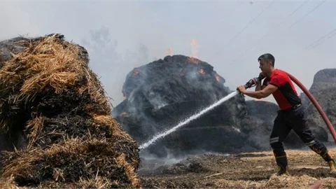 Saman Balyaları Orman Yangınına Neden Olacaktı