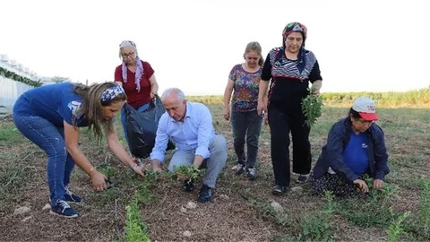 Üç Ay Önce Ekimi Yapılan Stevia Bitkisi ve Moringa Çayı Bitkisinin İlk Hasadından Büyük Verim Elde Edildi