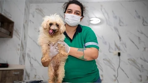 Patili Dostlarımız İçin Bakım Zamanı