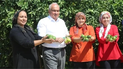 Yılın İlk Limon Hasadı Mersin'de Başladı