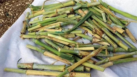 Özellikle Hayvancılık Sektörünün Geleceği İçin Çok Önemli Bir Bitki