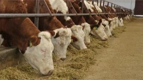 Et ve Süt Kurumu Sözleşmeli Besicilik Uygulama Esaslarını Belirledi