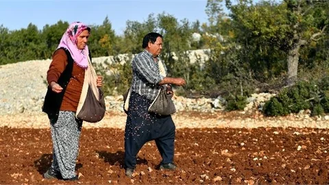 Mersin Büyükşehir Belediyesi’nin Dekar Başına 25 Kilogram Tohum ve Gübre Desteği Verdiği 58 Üretici, Atalık Tohumları Toprakla Buluşturdu