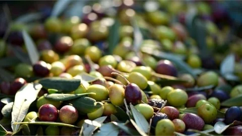 Zeytin Üretiminde Rekor Artış