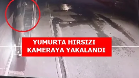 Mersin'de Yumurta Hırsızlığı