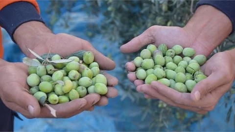 Vatandaşın Zeytini Vatandaşın Sofrasına Geliyor