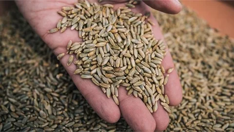 Kuraklığa Karşı Yeni Bir Çavdar Türü Üretildi