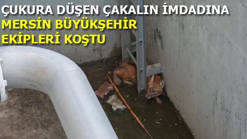 Çukura Düşen Çakal, Mersin Büyükşehir Ekiplerince Kurtarıldı