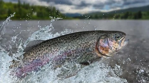 Bakan Kirişci, Alabalık ve Midye Yetiştiriciliği Desteklerini Artırdıklarını Bildirdi
