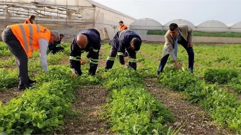 Akdeniz Belediyesi’nin Toprakla Buluşturduğu Maralfalfa Bitkisi Çelikleri Yeşerdi