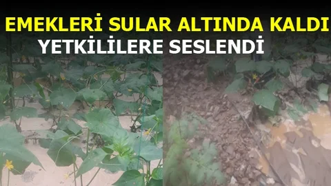 Sera, Sel Suyuna Teslim Oldu