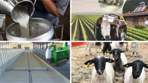 Hayvansal Üretim Yapacak Küçük Aile İşletmelerine Destek