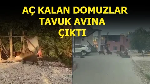 Mersin'de Tatil Beldesini Domuzlar Sardı