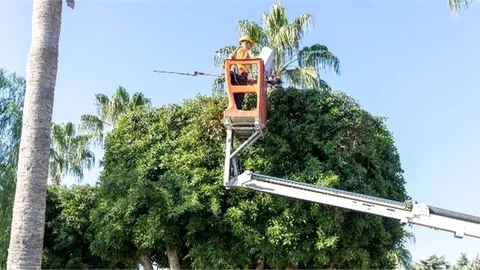 Mersin Büyükşehir’den Ağaçlara Kış Bakımı