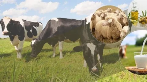 1,3 Milyar Liralık Tarımsal Destek Ödemesi Hesaplara Aktarılıyor