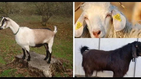 7 Yerli Keçi Irkı Koruma Altına Alındı