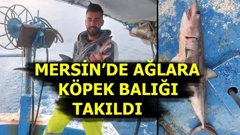 Mersin'de Ağlara Köpek Balığı Takıldı