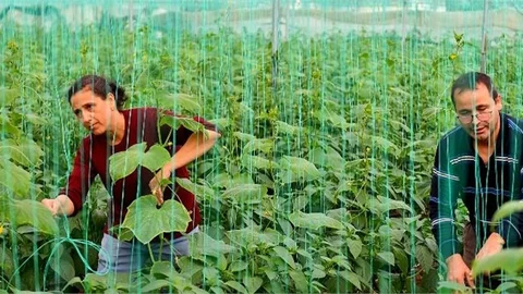 Mersin Büyükşehir’den Örtü Altı Üreticilerine Can Suyu