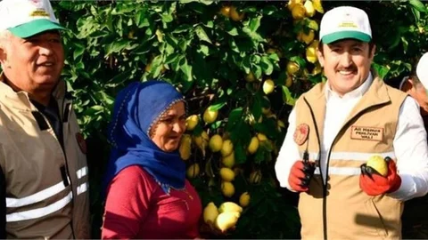 Vali Ali Hamza Pehlivan’ın Katılımıyla Erdemli'de Lamas Limonu Hasadı Başlatıldı